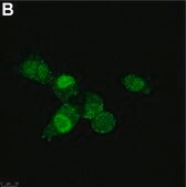 Anti-SNAI1 Antibody, clone 1F16 ZooMAb® Rabbit Monoclonal recombinant, expressed in HEK 293 cells