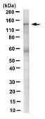 Anti-Apaf-1 Antibody, clone 13F11 clone 13F11, from rat