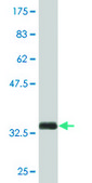 Monoclonal Anti-SLC22A12 antibody produced in mouse clone 2B5, purified immunoglobulin, buffered aqueous solution