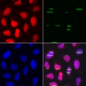 Anti-POLE3 antibody produced in rabbit
