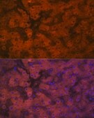Anti-PON1 antibody produced in rabbit