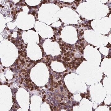Anti-ASAP1 antibody produced in rabbit Prestige Antibodies® Powered by Atlas Antibodies, affinity isolated antibody, buffered aqueous glycerol solution