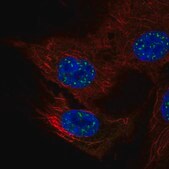 Anti-NFATC4 antibody produced in rabbit Prestige Antibodies® Powered by Atlas Antibodies, affinity isolated antibody