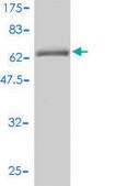 Monoclonal Anti-GNAI1 antibody produced in mouse clone 2B8-2A5, purified immunoglobulin, buffered aqueous solution