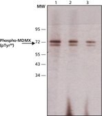 Monoclonal Anti-phospho-MDMX (pTyr99) 小鼠抗 ~2 mg/mL, clone PH-MDMX-169, purified immunoglobulin, buffered aqueous solution