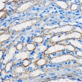 Anti-ATF6 antibody produced in rabbit