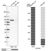 Anti-SLC3A2 antibody produced in rabbit Prestige Antibodies® Powered by Atlas Antibodies, affinity isolated antibody, buffered aqueous glycerol solution