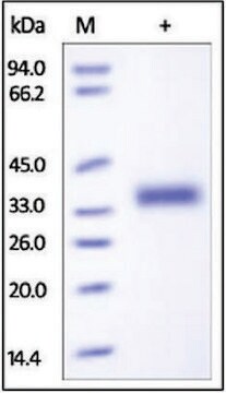 IL-2 R beta/CD122 human recombinant, expressed in HEK 293 cells, &#8805;90% (SDS-PAGE)