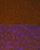 Anti-Calmodulin 1/2/3 Antibody, clone 10W3Y7, Rabbit Monoclonal