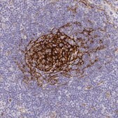 Anti-MYO1B antibody produced in rabbit Prestige Antibodies® Powered by Atlas Antibodies, affinity isolated antibody, buffered aqueous glycerol solution