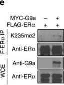 Anti-G9a Methyltransferase antibody produced in rabbit affinity isolated antibody, buffered aqueous solution