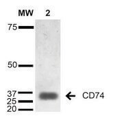 Monoclonal Anti-CD74-Allophycocyanin antibody produced in mouse clone 1B8