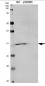 Anti-CCM3/PDCD10 from rabbit, purified by affinity chromatography