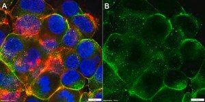 Anti-Neurexin-1 Antibody, clone 1J12 ZooMAb® Rabbit Monoclonal recombinant, expressed in HEK 293 cells