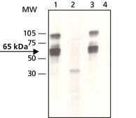 Anti-phospho-YAP1 (pTyr357) 兔抗 ~1.5 mg/mL, affinity isolated antibody, buffered aqueous solution