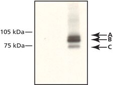 Anti-IFI-16 antibody, Mouse monoclonal ~1 mg/mL, clone IFI-230, purified from hybridoma cell culture