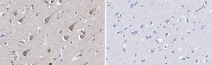 Anti-LC3A Antibody, clone 3J12 ZooMAb® Rabbit Monoclonal recombinant, expressed in HEK 293 cells