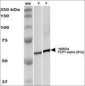 Monoclonal Anti-Tcp1-Alpha antibody produced in rat clone 91a, purified immunoglobulin