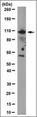 Anti-Fmc-7 (B-Cell Lymphocyte Marker), clone Fmc-7 Antibody clone Fmc-7, from mouse