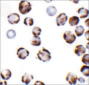 Anti-TRPC6 (ab2) antibody produced in rabbit affinity isolated antibody, buffered aqueous solution
