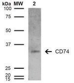 Monoclonal Anti-CD74-Biotin antibody produced in mouse clone 6D9