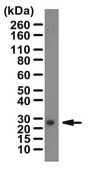 Anti-Aquaporin 5 Antibody 1 mg/mL, Chemicon®