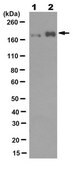 Anti-phospho-EGFR (Tyr1173) Antibody, clone 3E7.2 clone 3E7.2, from mouse