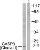Anti-CSPN3 (Cleaved-Asp175) antibody produced in rabbit affinity isolated antibody