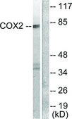 Anti-COX2 antibody produced in rabbit affinity isolated antibody