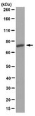 Anti-KIF3A Antibody, clone 4F9.1 clone 4F9.1, from mouse