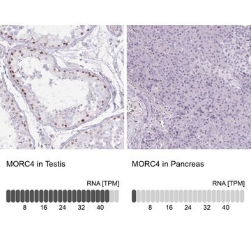 Anti-MORC4 antibody produced in rabbit Prestige Antibodies® Powered by Atlas Antibodies, affinity isolated antibody, buffered aqueous glycerol solution
