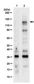 Anti-phospho-Upf1 (Ser1127) Antibody from rabbit, purified by affinity chromatography