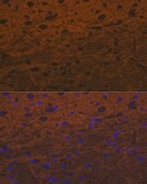 Anti-Syntaxin Antibody, clone 7D9V8, Rabbit Monoclonal