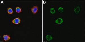 Anti-c-Kit/CD117 Antibody, clone 1L19 ZooMAb® Rabbit Monoclonal recombinant, expressed in HEK 293 cells