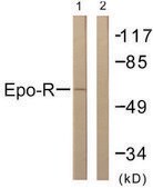 Anti-EPO-R antibody produced in rabbit affinity isolated antibody