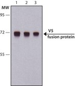 抗 V5 兔抗 IgG fraction of antiserum