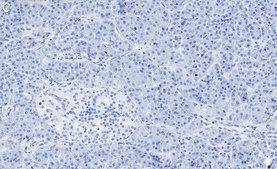 Anti-Glucagon Antibody, clone 6D6 ZooMAb® Rabbit Monoclonal recombinant, expressed in HEK 293 cells