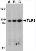 Anti-TLR8 antibody produced in rabbit affinity isolated antibody, buffered aqueous solution