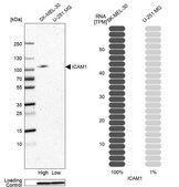 Anti-ICAM1 antibody produced in rabbit Prestige Antibodies® Powered by Atlas Antibodies, affinity isolated antibody, buffered aqueous glycerol solution