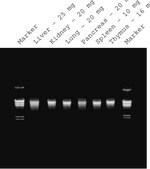 GenElute™ Mammalian Genomic DNA Miniprep Kits sufficient for 70 purifications