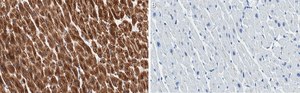 Anti-Cytochrome c Antibody, clone 1M14 ZooMAb® Rabbit Monoclonal recombinant, expressed in HEK 293 cells