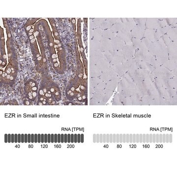 Monoclonal Anti-EZR antibody produced in mouse Prestige Antibodies® Powered by Atlas Antibodies, clone CL2384, purified immunoglobulin, buffered aqueous glycerol solution
