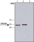 Anti-VPS4A antibody, Mouse monoclonal clone VPS4-110, purified from hybridoma cell culture