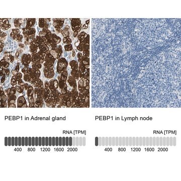 Anti-PEBP1 antibody produced in rabbit Prestige Antibodies® Powered by Atlas Antibodies, affinity isolated antibody, buffered aqueous glycerol solution