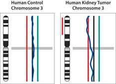 GenomePlex® Single Cell Whole Genome Amplification Kit Amplify genome of a single cell