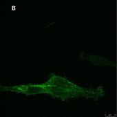 抗-NG2抗体，克隆1L2，ZooMAb®兔单克隆抗体 recombinant, expressed in HEK 293 cells