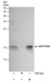 Monoclonal Anti-Histone H4K20me2 (dimethyl Lys20) antibody produced in mouse clone GT1851, affinity isolated antibody