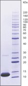 Cytochrome c from equine heart ≥95% (SDS-PAGE)