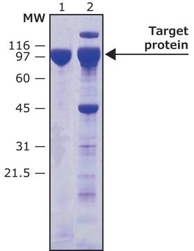 HRV-3C Protease, Biotin tagged Recombinant protein, 0.8-1.2&#160;mg/mL, aqueous solution