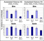 Anti-acetyl-Histone H3 Antibody from rabbit